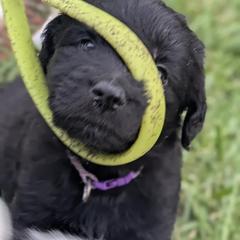 Newfypoo Puppies from Green Acres Newfypoos