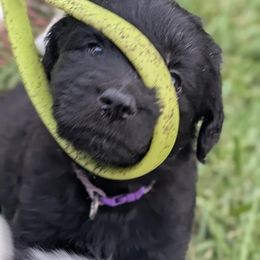 Newfypoo Puppies from Green Acres Newfypoos