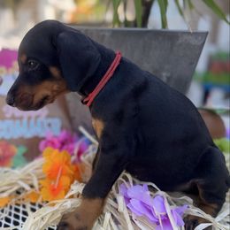 Evander - Black and rust male Doberman Pinscher puppy in Aredale, Iowa from Royal Dynasty Dobermann Kennel