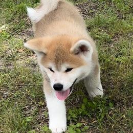 Japanese Akitainu Puppies from Winmont Akitas