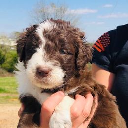 Aussiedoodles from Sand Hill Aussies and Doodles