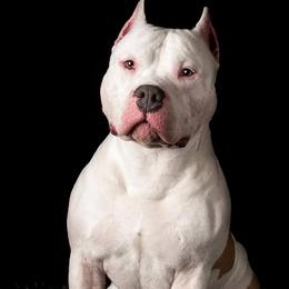 FINNICK - American Staffordshire Terrier
