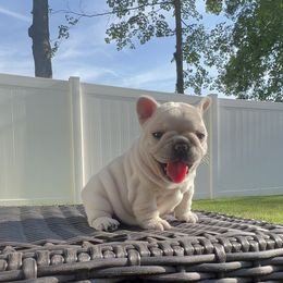 French Bulldog Puppies from The Midwest Frenchies