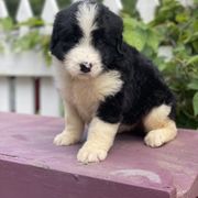 Bordoodle Puppies from Borders of Eby Eden