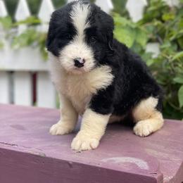 Bordoodle Puppies from Borders of Eby Eden
