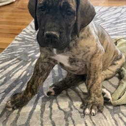 Sam - Brindle male Great Dane puppy in Indianola, Iowa from Bull West Kennels
