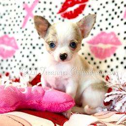 Stevie - Fawn brindled black female Chihuahua puppy in Anderson, South Carolina from Lil Treasures Chihuahuas