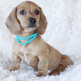 Dachshunds from Reevesdachs Miniature Dachshunds