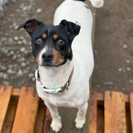 Shadow Bean - Rat Terrier