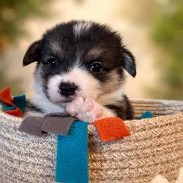 Mickey - Black and tan male Pembroke Welsh Corgi puppy in Griffin, Georgia from Rollnoaks & Cottontail AKC Pembroke Welsh Corgis