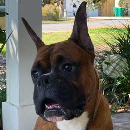 Boxer Puppies from Archangel Boxers