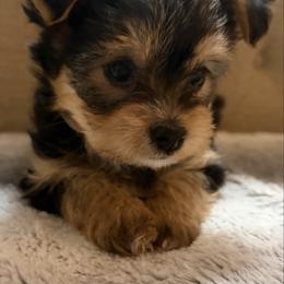 Darla - Black & tan tri-color female Morkie puppy in Spanaway, Washington from Sabrina's Morkie Poo’s