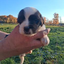 Sage - Brown and white female Saint Bernard puppy in Kinsman, Ohio from Coleman Saint Bernards of Ohio