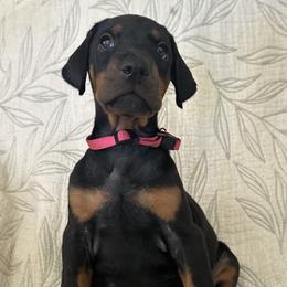 Girl 1 - Blue and rust female Doberman Pinscher puppy in Murrieta, California from Noble Doberman
