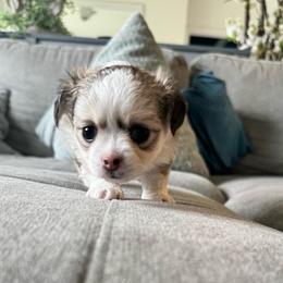 TBD 1 - Black sabled fawn female Chihuahua puppy in Davenport, Florida from Clan Cordovathone