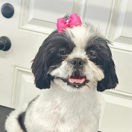 Leah - Shih Tzu