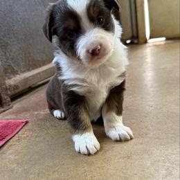 Red Tri Female 3 - Red tri-color female Miniature American Shepherd puppy in Elmore City, Oklahoma from Rikashay Kennels
