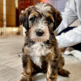 Judy - Sable female Bernedoodle puppy in Louisville, Kentucky from Darlin’s Doodles
