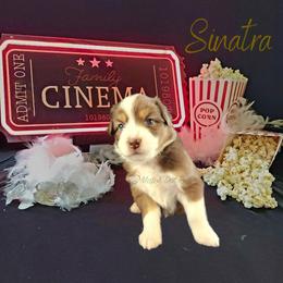 Sinatra - The Charmer - Red tri-color male Australian Shepherd puppy in Pittsville, Wisconsin from Match Dot Pup