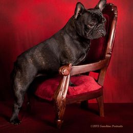 French Bulldog All Grown Up from Morgenstern's French Bulldogs