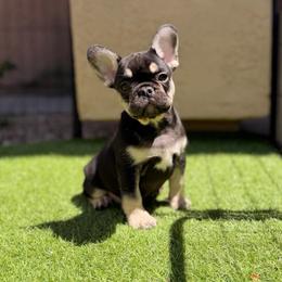 Pink - Black and tan female French Bulldog puppy in Avondale, Arizona from BigDiamondFrenchies