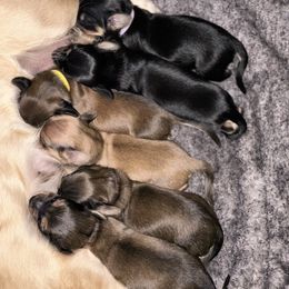 Dachshund Puppies from JB Doxies