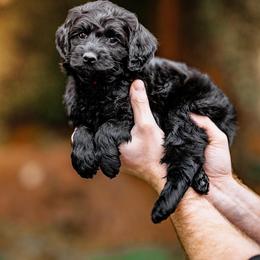 Leia - Black female Goldendoodle puppy in Damascus, Oregon from Emma Doodles