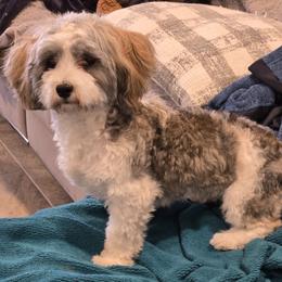 Athena - Red sable female Havanese puppy in Silver Spring, Maryland from GoldDust Havanse