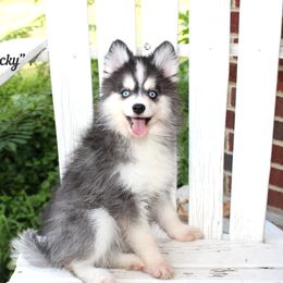 Rocky - Black and white male Pomsky puppy in Murfreesboro, Tennessee from Middle Tennessee Pomskies