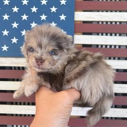 Merle male 2 - Chocolate merle male Pomeranian puppy in Indiana from Unique Uprisings