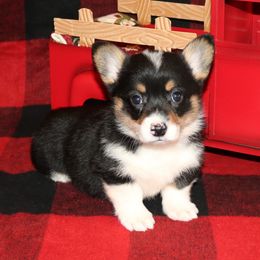 RF1 - Black and tan female Pembroke Welsh Corgi puppy in Texas from Wild West Corgis of Texas