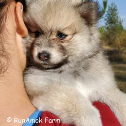 Pomsky Puppies from Runamok Farm