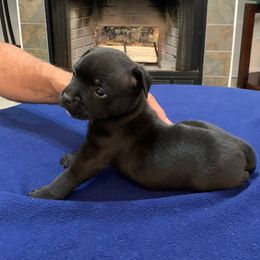 Staffordshire Bull Terrier Puppies from Miguel's Staffordshire Bull Terriers