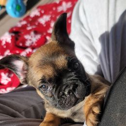 REED - Fawn male French Bulldog puppy in Collinston, Utah from Country Sunshine