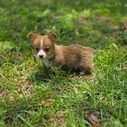 Felix - Sable and white male American Corgi puppy in Tallahassee, Florida from Koko's Korgis