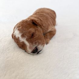 Goldendoodle and Maltipoo Puppies from Pnwfamilydoodles