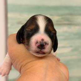 Binx posible silky coat - Piebald male Dachshund puppy in Lakeland, Florida from Elite Doxies Florida