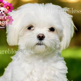 Biewer Terriers, Miniature Schnauzers, Morkies, and Yorkshire Terriers from Blue Ridge Mountain Puppies