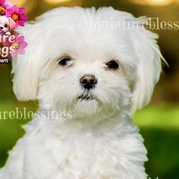 Biewer Terriers, Miniature Schnauzers, Morkies, and Yorkshire Terriers from Blue Ridge Mountain Puppies