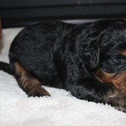 Gloria - Black female Bernedoodle puppy in North Ogden, Utah from Flying S Mini Dachshunds
