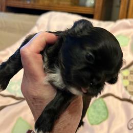 Prince - Brindle and white male Shih Tzu puppy in Victorville, California from RUMBLE n TUMBLE