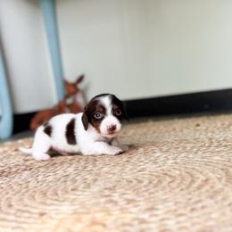 Beau (fat and fluffy butterball) - Chocolate and tan male Dachshund puppy in Salters, South Carolina from Long-Pine Dachshund