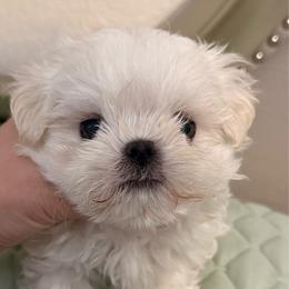 Boy - White male Maltese puppy in San Diego, Temecula, Ontario, California from Yorkie & Maltese Royalty