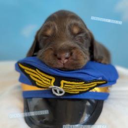 Cessna - Chocolate and tan female Dachshund puppy in Chandler, Arizona from Vonaducci Doxies, LLC.