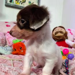 Hope - Piebald female Dachshund puppy in Bandera, Texas from Pup Cakes