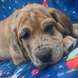Great Dane Puppies from Big Tex K9 Konnection
