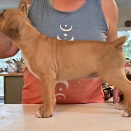 Sunfyre - Fawn male American Pit Bull Terrier puppy in Aurora, Colorado from BlueRose Kennel