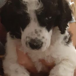 Poodles from Elva Rowe's Standard Poodles