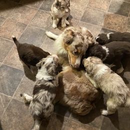 Aussiedoodle Puppies from Drew’s Aussies & Doodles