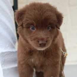 Australian Shepherd Puppies from Kiki's Aussies